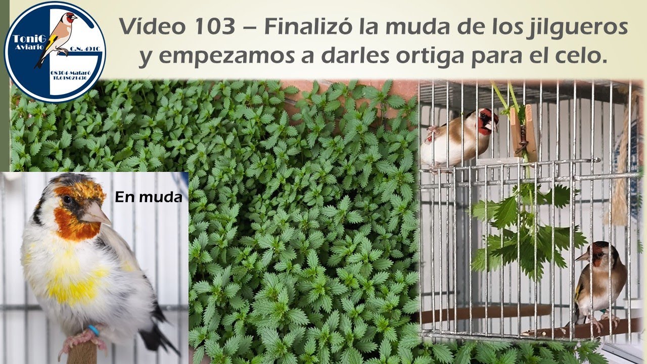 103   FINALIZÓ LA MUDA DE LOS JILGUEROS Y EMPEZAMOS A ENCELARLOS CON ORTIGA