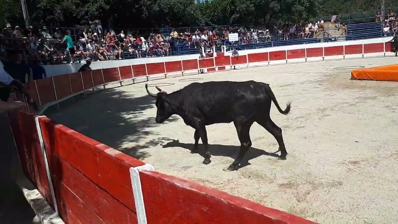 16 Août 2023 Toro Piscine Manade Des Chardons À Roquemaure 5