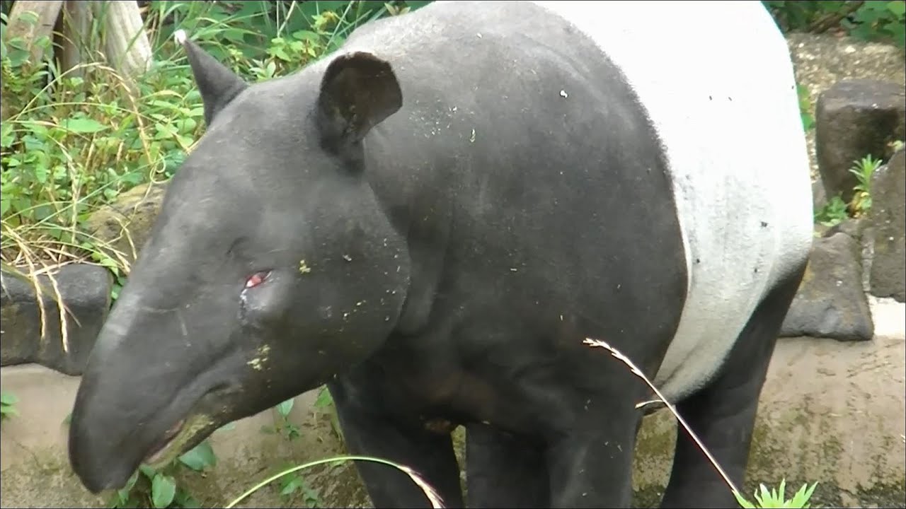 マレーバクがウンコをする瞬間 / 東山動物園