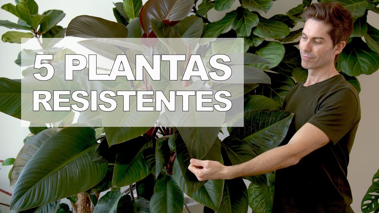 5 Plantas RESISTENTES de bajo MANTENIMIENTO para que tu casa parezca una SELVA