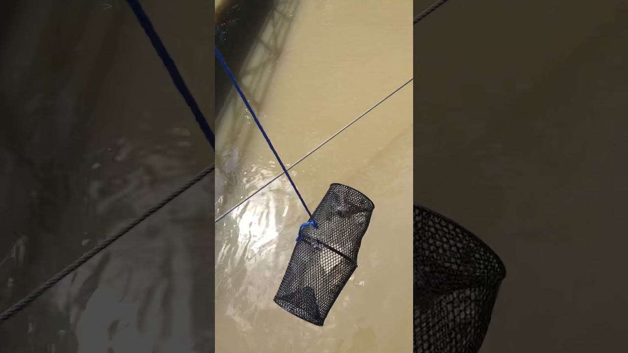 How to set a minnow trap