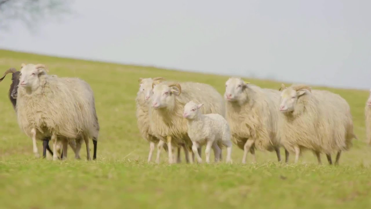 The Life Cycle of a Sheep | Modern Sheep Farming and Wool Textile Production