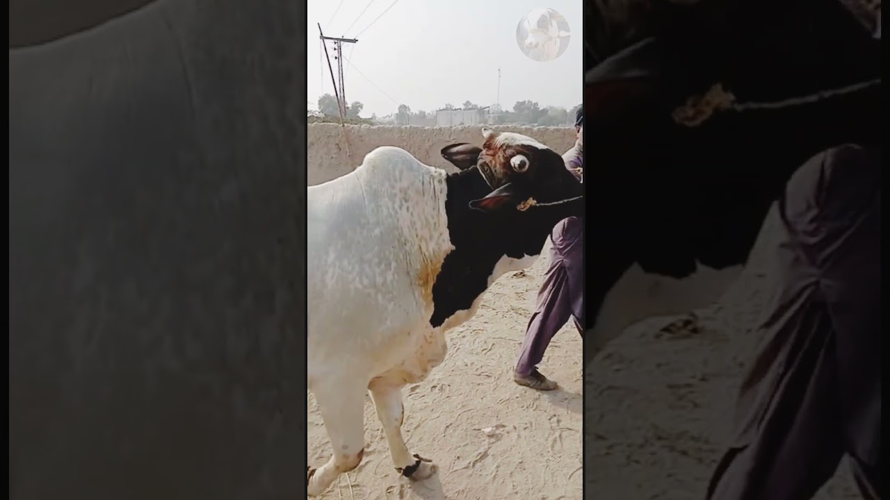 Beautiful Big Bull for Qurbani 2022 , #shorts , cattle market , Ibrahim cattle farm
