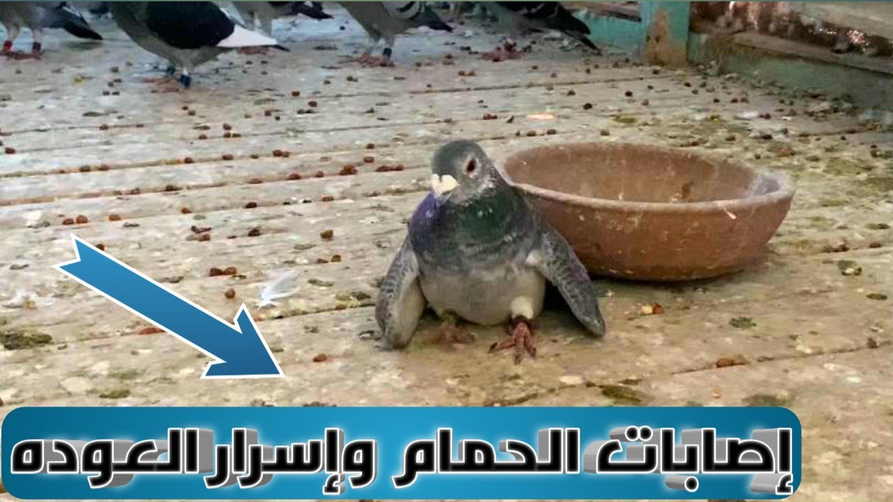 وفاء الحمام الزاجل لموطنه رغم الاصابات البالغه ابطال موسم 2025