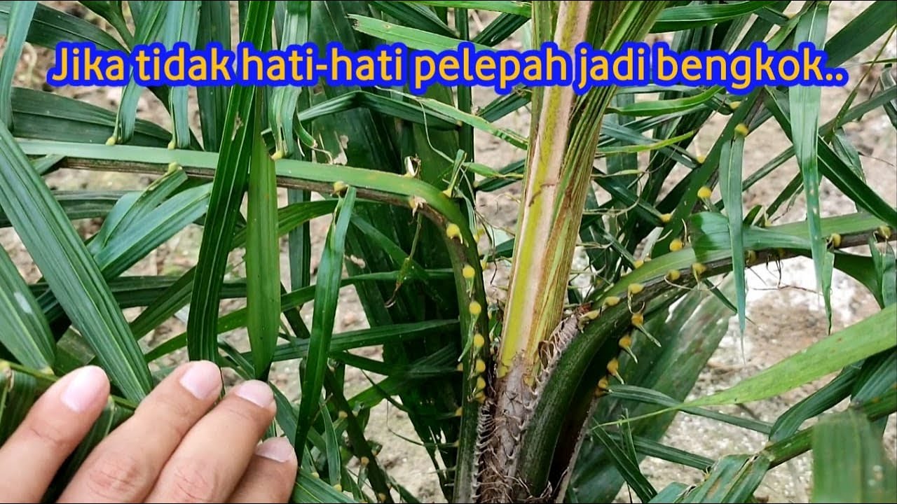 PENYEBAB PELEPAH SAWIT BENGKOK II AREA TBM
