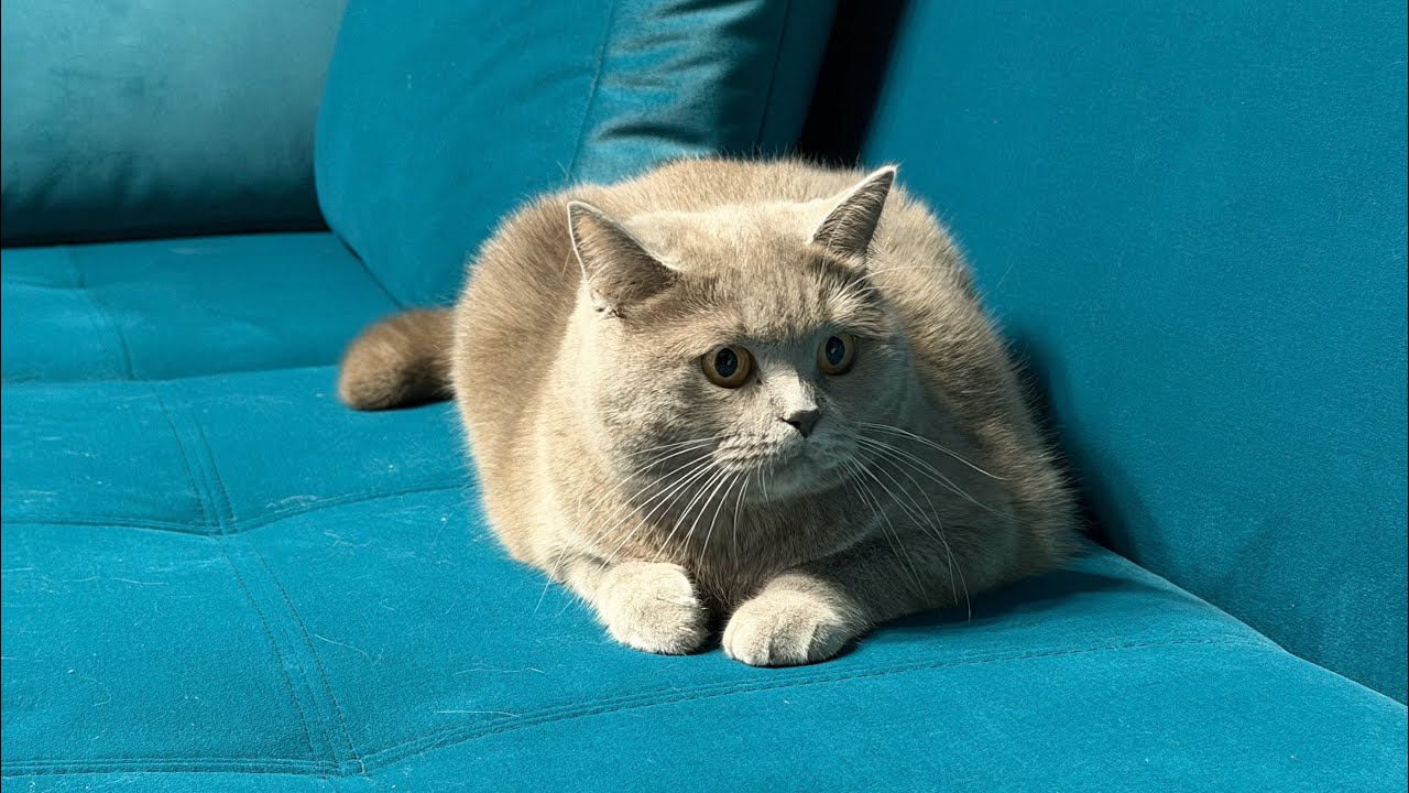 Lazy cat #lazy #cat 
