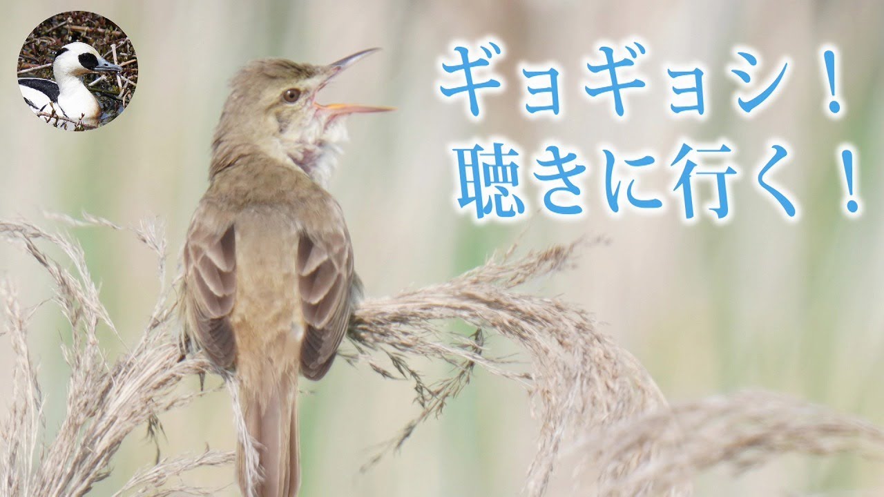 【野鳥観察】アシ原でオオヨシキリのさえずりを聴く！そしてセッカとの出会いを求めて。　Vlog21