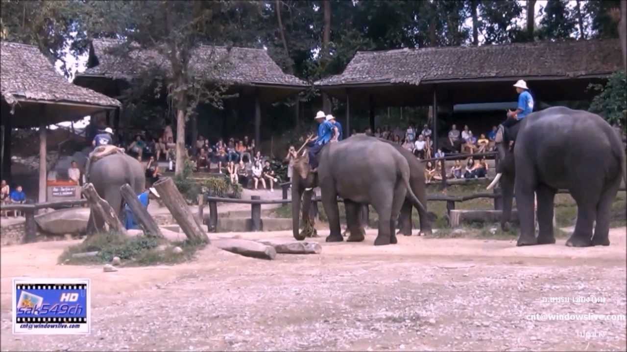ไปดูช้าง ๑ การแสดงช้างไทย