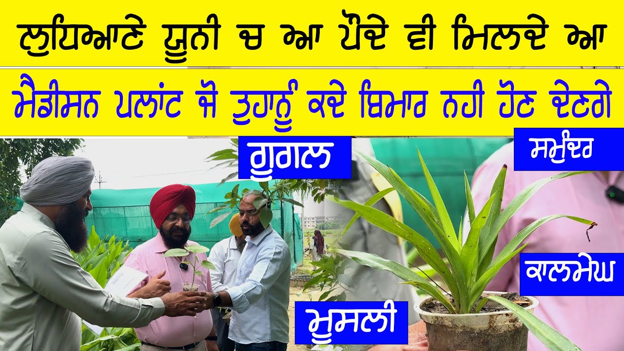 ਲੁਧਿਆਣੇ ਕਿਸਾਨ ਮੇਲੇ ਤੇ ਮੈਡੀਸਨ ਬੂਟੇ ਵੀ ਮਿਲਦੇ ਸਸਤੇ ਰੇਟਾਂ ਤੇ ਬਹੁਤ ਘਟ ਲੋਕਾਂ  ਨੂੰ ਪਤਾ || PAU kisan mela 24