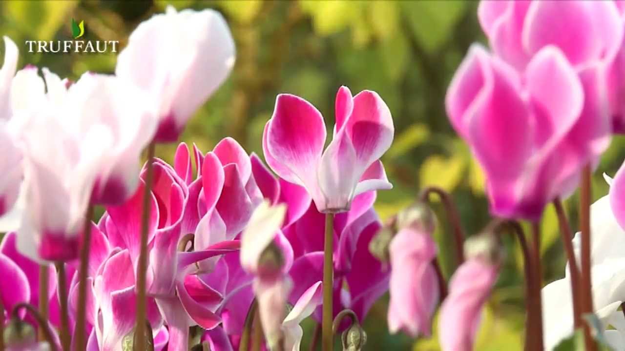 L'entretien du cyclamen d'intérieur - Truffaut