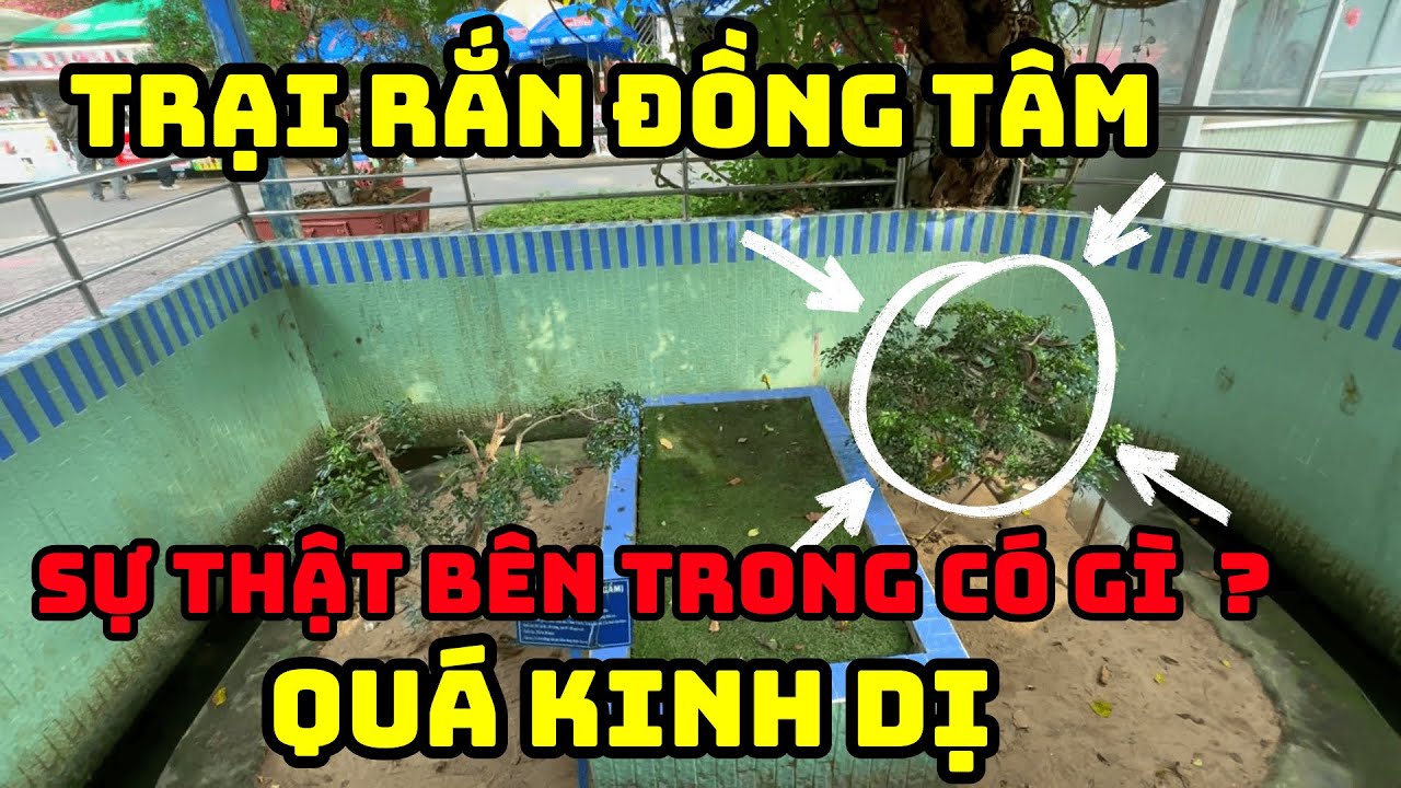 QUÁ KINH DỊ ! Sự thật Bên Trong có gì Tại 