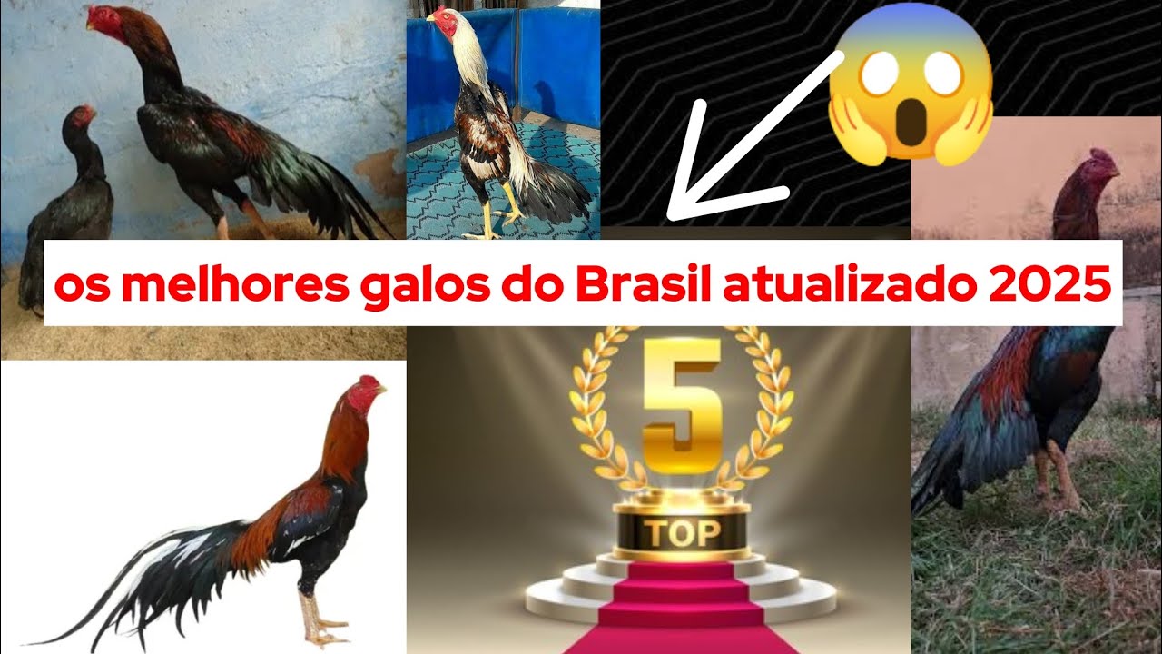 Os melhores galos do Brasil atualizado 2025 #c3 #galo #brasil #criatorio #galinha #2025#aves #viral 