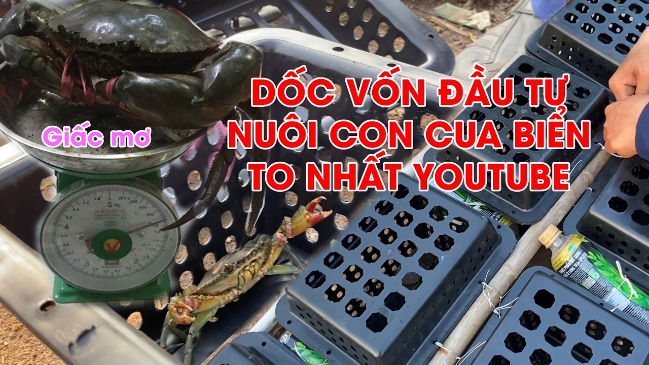 Dốc hết vốn nuôi cua biển to nhất YouTube – Mua cua giống, làm bè hộp nhựa chọn cua kết bất ngờ