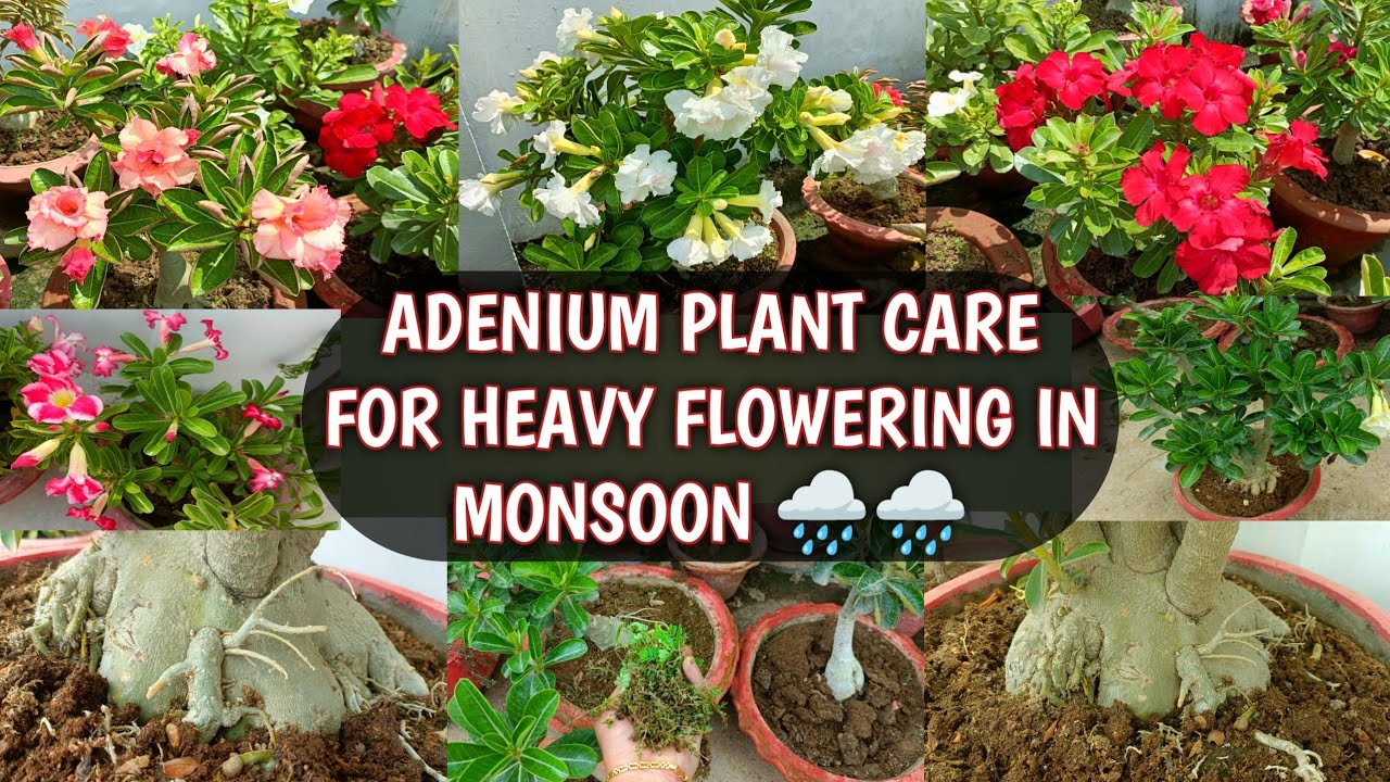 ADENIUM PLANT CARE FOR HEAVY FLOWERING IN MONSOON 🌧️🌧️ | ADENIUM MONSOON CARE 🌧️🌧️