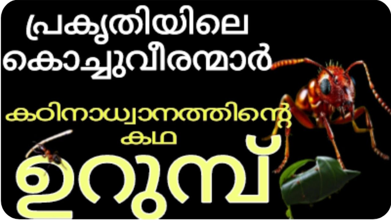 ഉറുമ്പ് ജീവിതം |Army Ant |Ant Life |MALAYALAM....