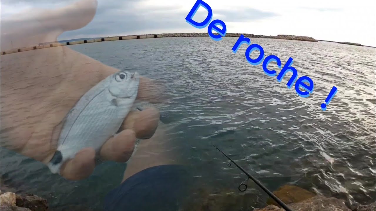 Courte pêche des poissons de roche .