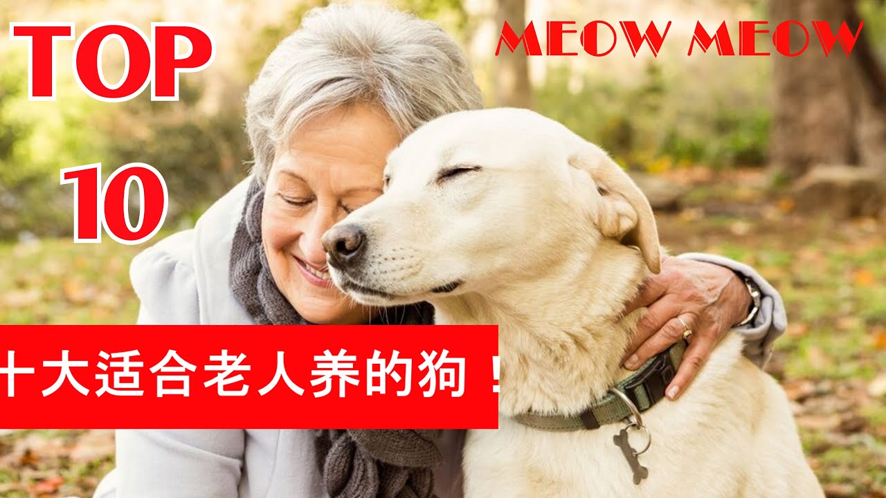 十大适合老人养的狗！I TOP 10 DOG BREEDS FOR SENIORS I I MEOW MEOW