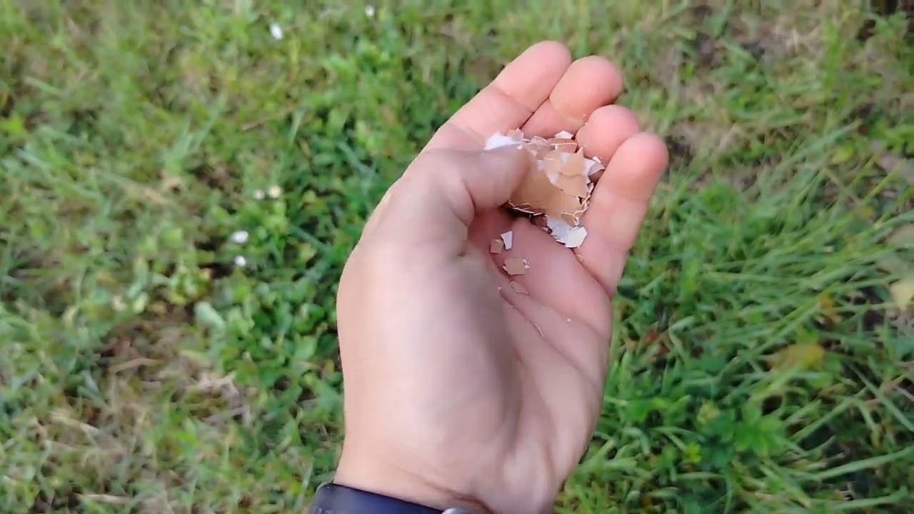 ADIEU la CLOQUE DU PÊCHER. Astuce de papy ☺️ 100% NATUREL