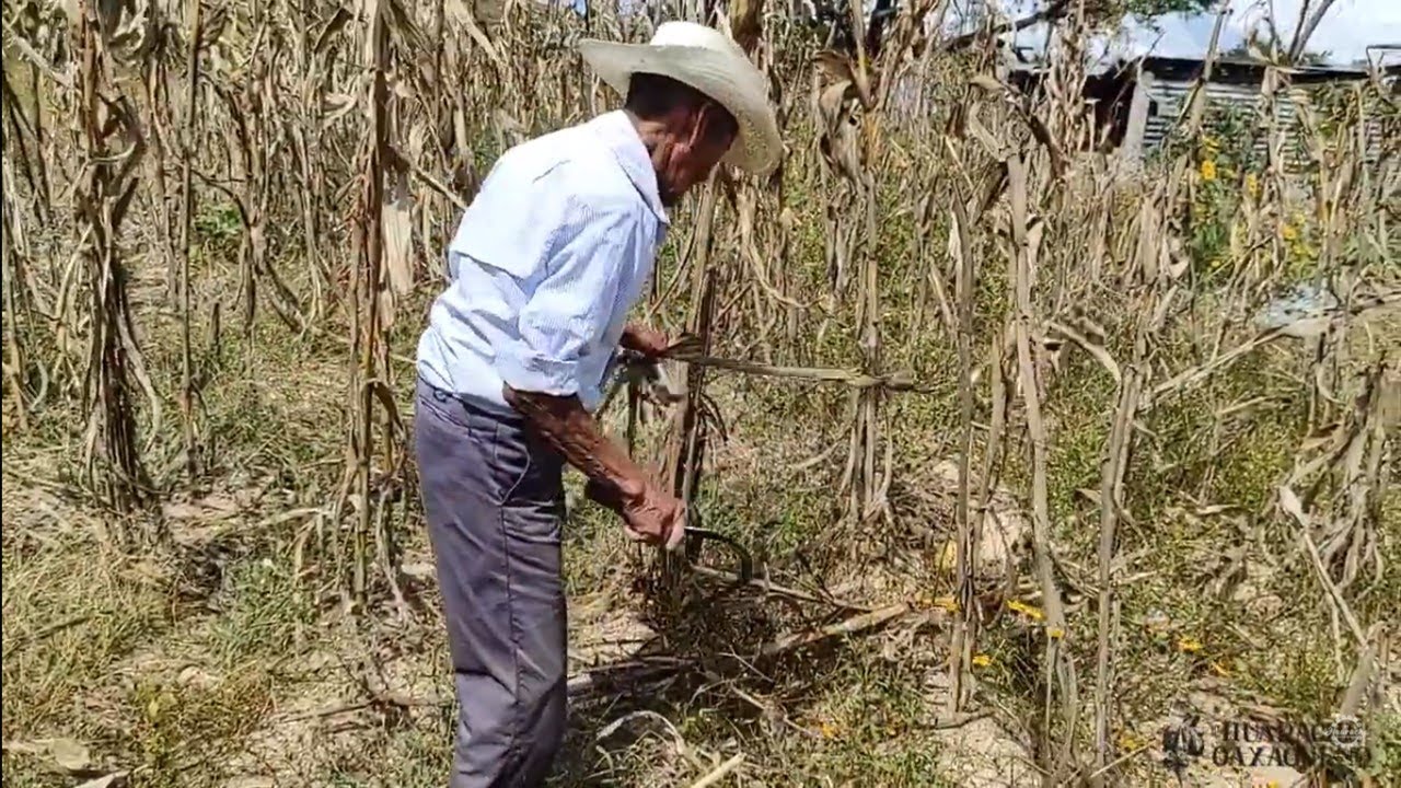 Él salió al campo y le pegó un rayo cerca |Tía Lucía