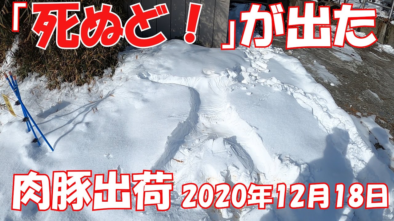 肉豚出荷12月18日　死ぬど！