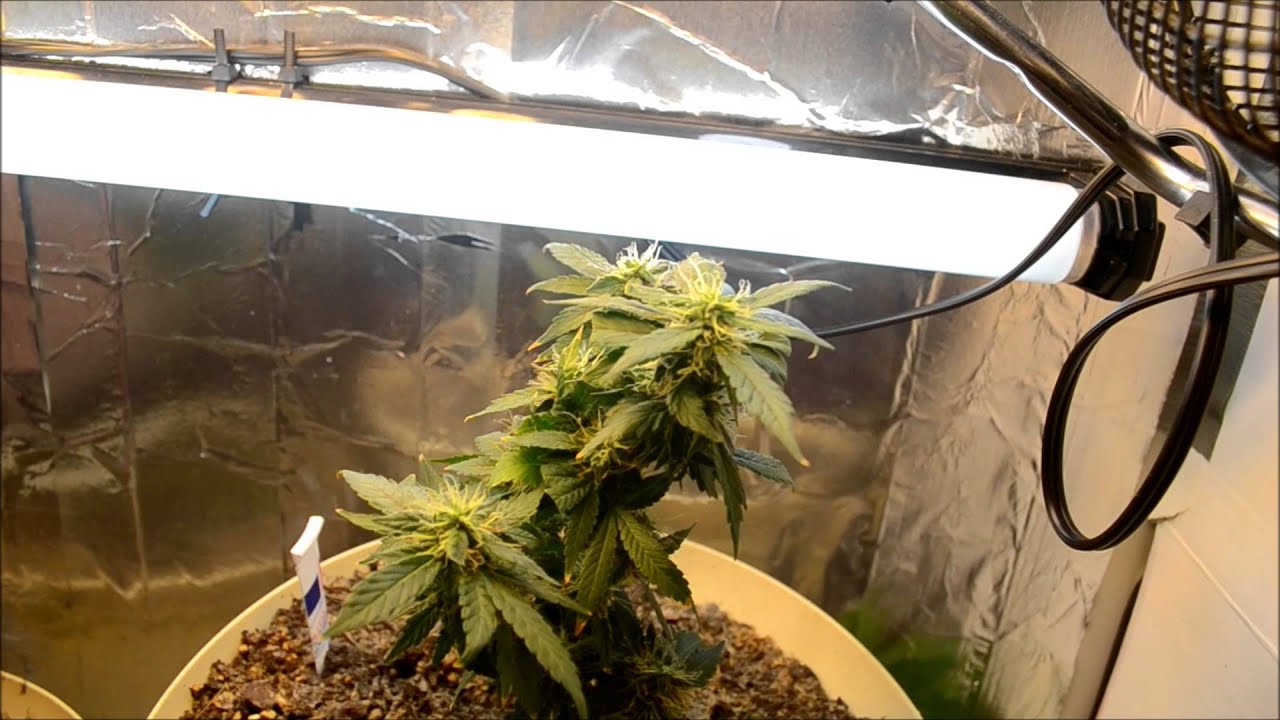 HD CFL Grow update | Indoor CFL Cannabis Grow Cabinet Experiment Closet