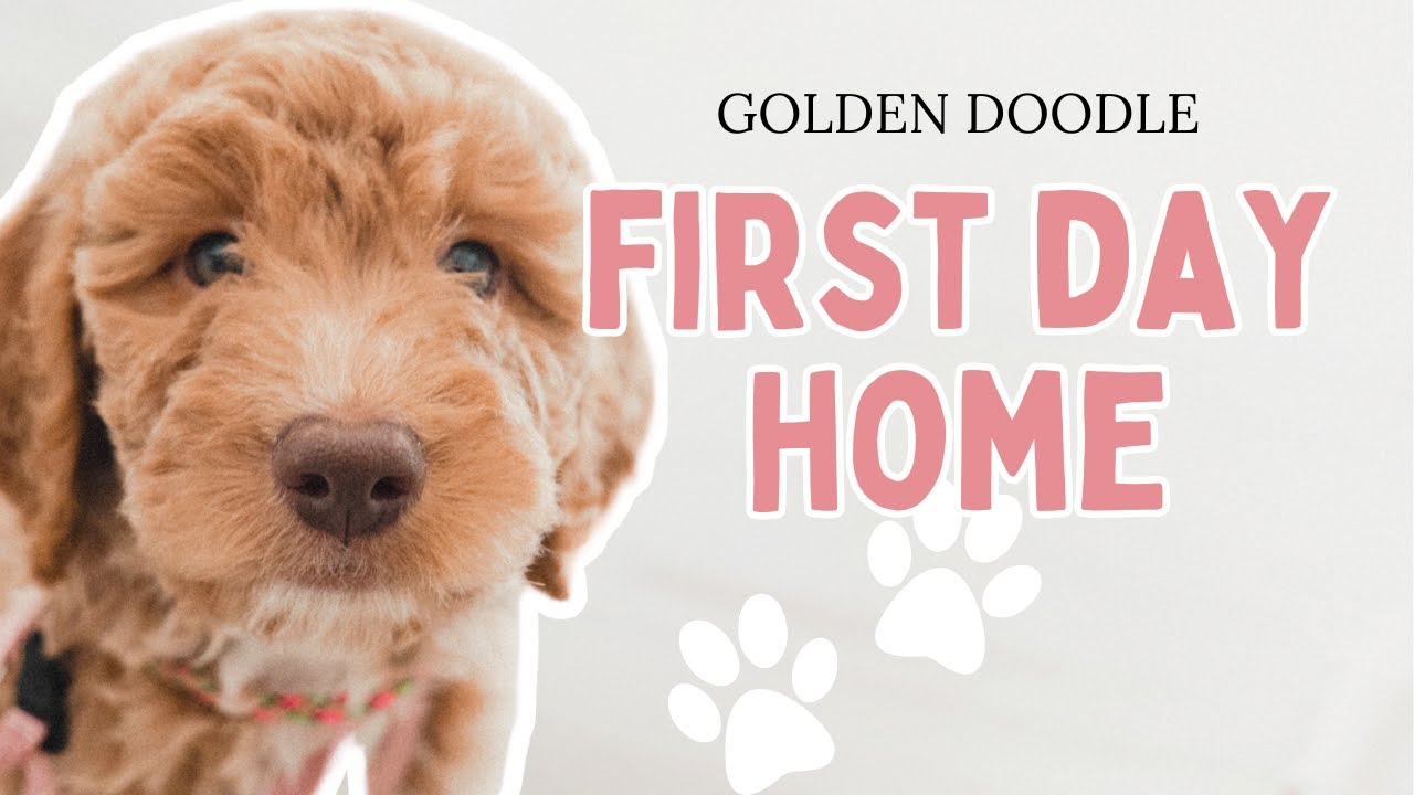 Golden Doodle Puppy First Day Home!