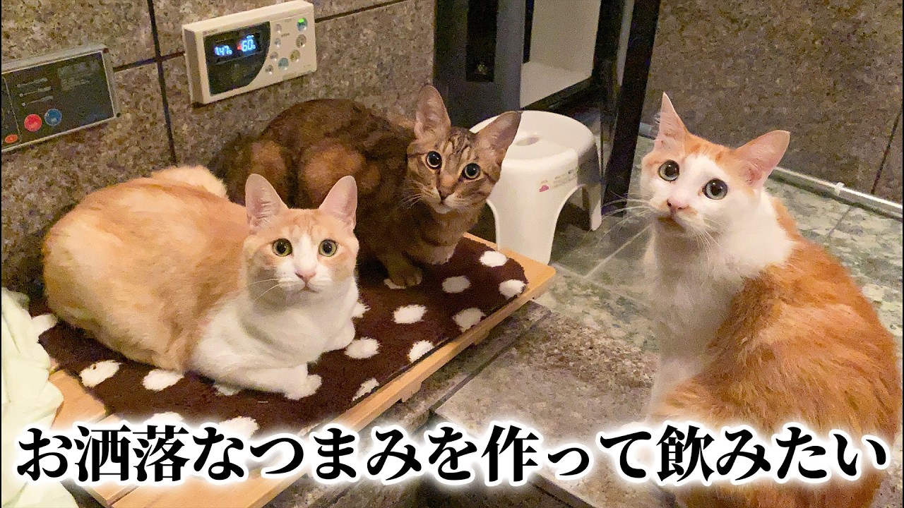 【🐈＜生放送】猫たちとなんかお洒落なおつまみ作ってお酒を飲みませんか？