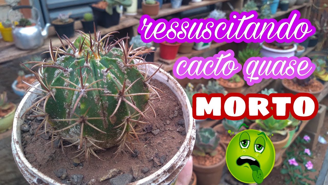 ressuscitando cacto que está quase partindo dessa pra uma melhor