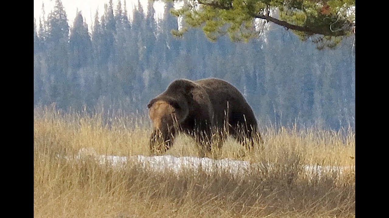 Yellowstone Spring Hiking April 2 - May 22