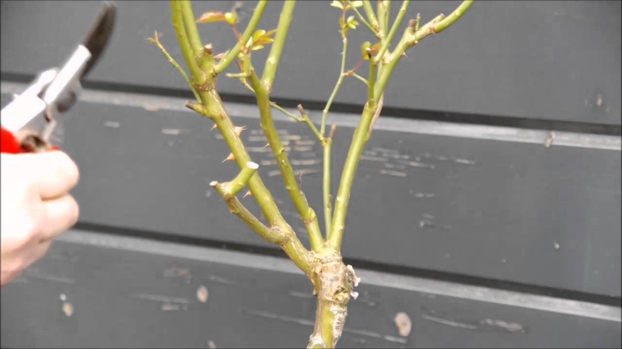 (Stam) Rozen Snoeien eind Maart. Hoe, Wat en Waar?