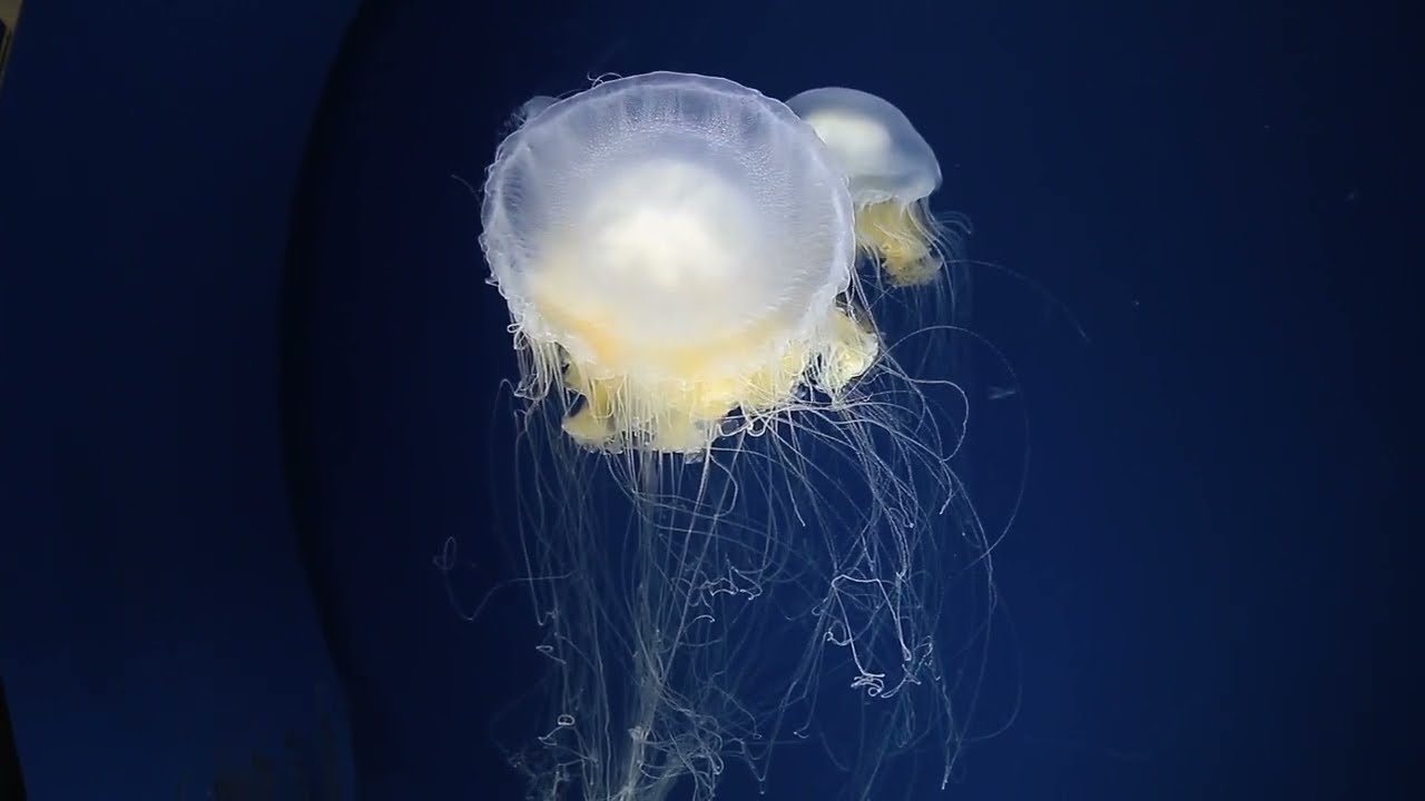 Close Up View of Translucent Jellyfish Inside the Aquarium # Shorts