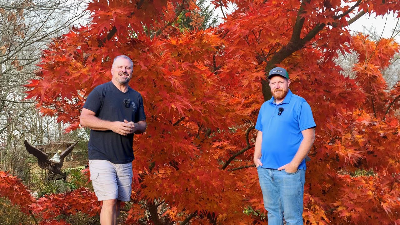 Amazing Japanese Maple! 🍁🍁🍁🍁🍁🍁