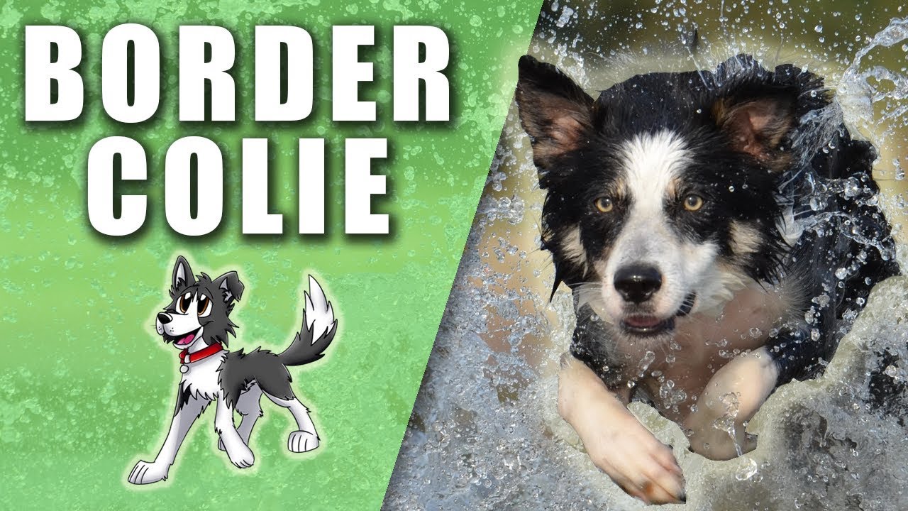 Border Collie - El perro más INTELIGENTE, TENAZ y ÁGIL - Perros del Mundo