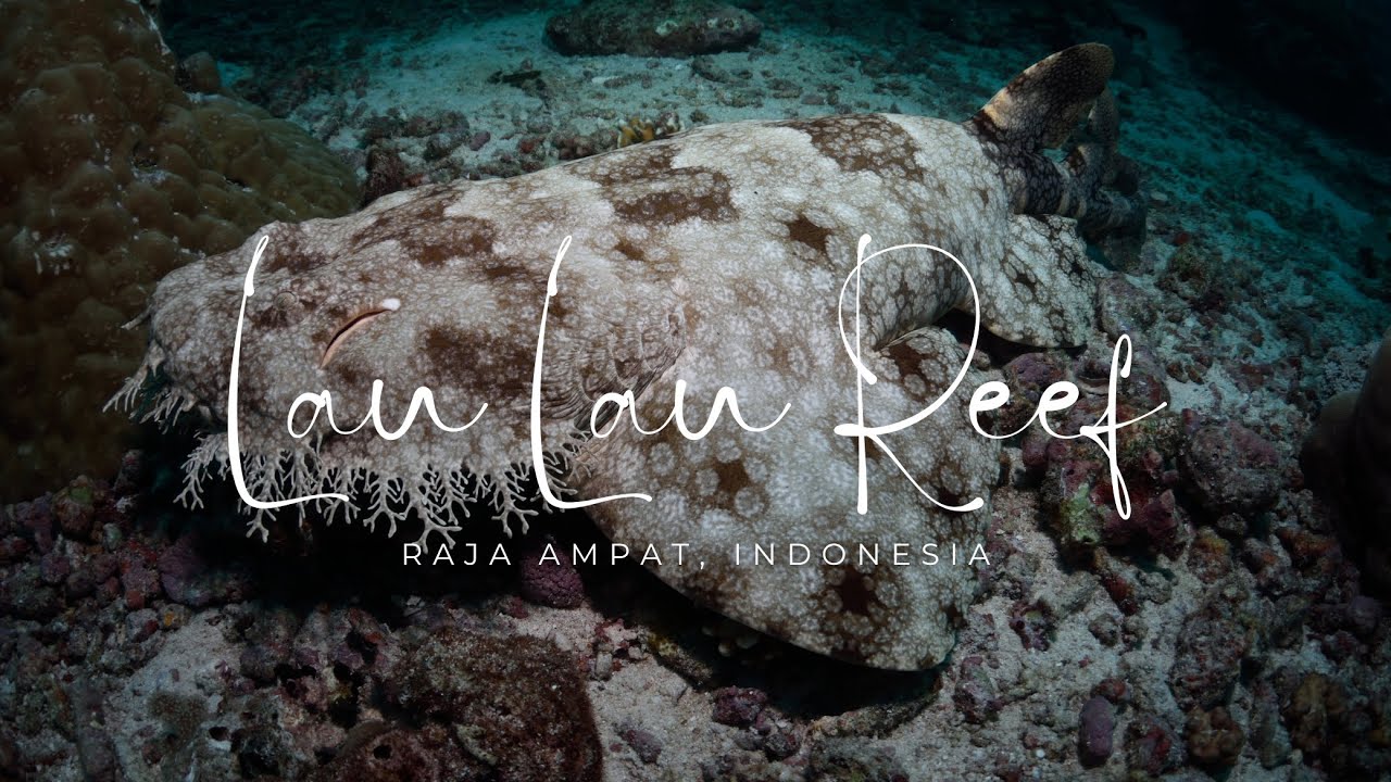Lau Lau Dive Site - Raja Ampat #rajaampat #scubadiving
