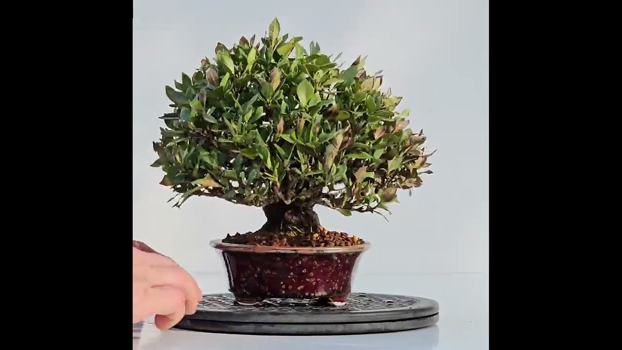 Bonsai Gardenia jasminoides Shohin