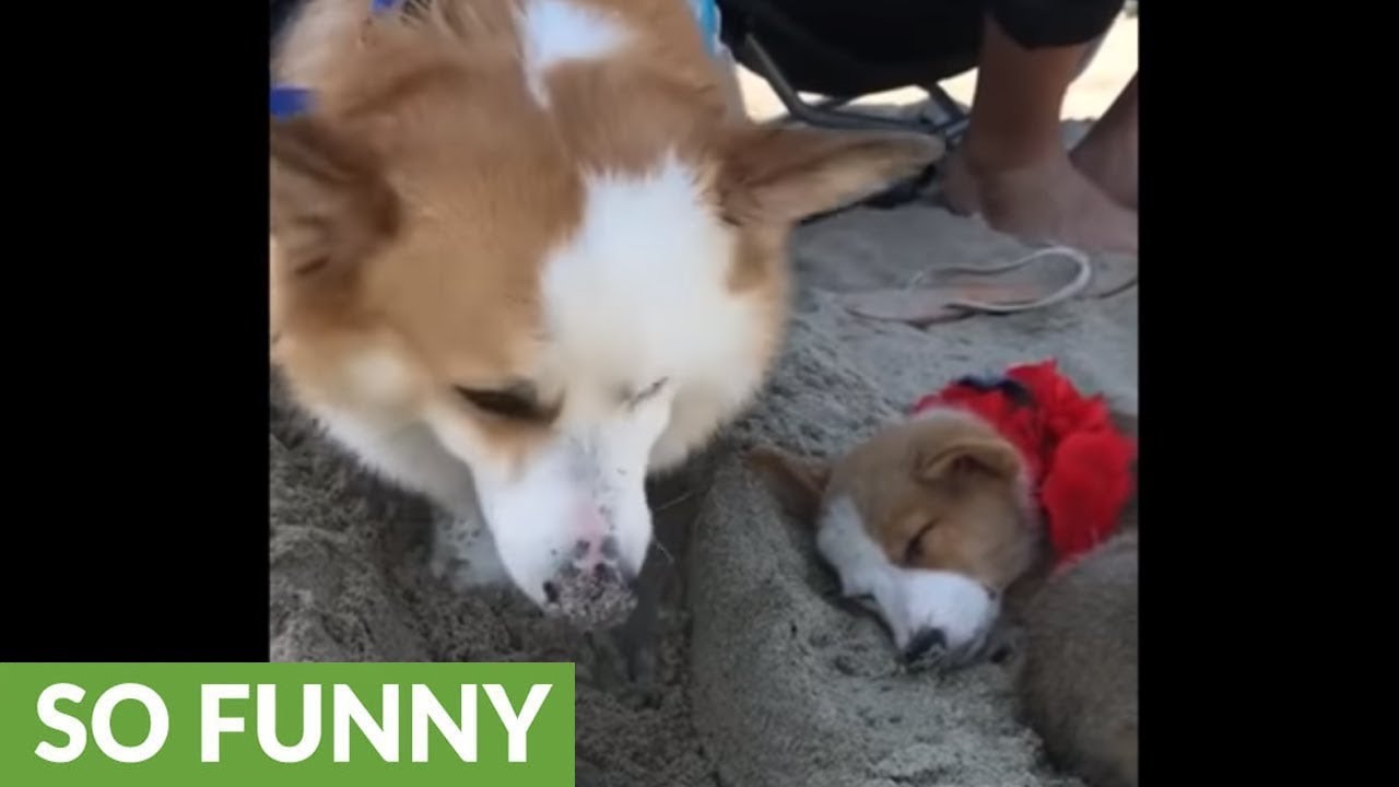Corgi decides to dig hole in sand next to sleeping puppy