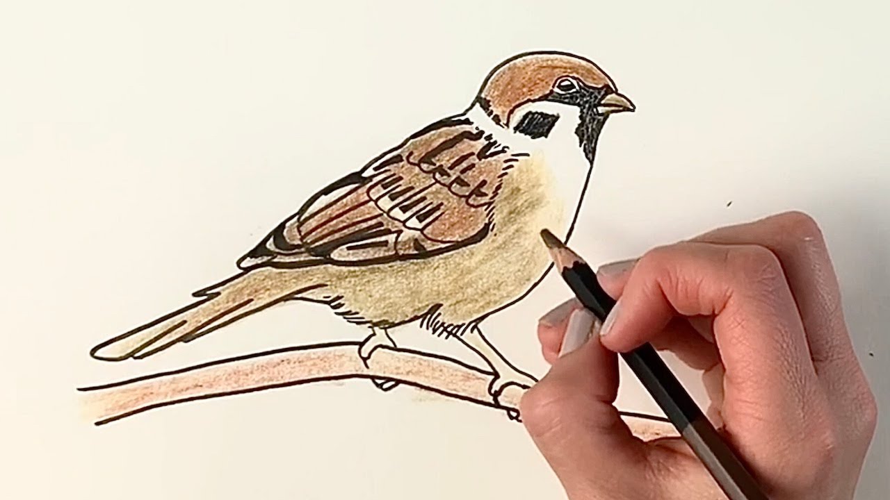 Как нарисовать воробья, сидящего на ветке, поэтапно.