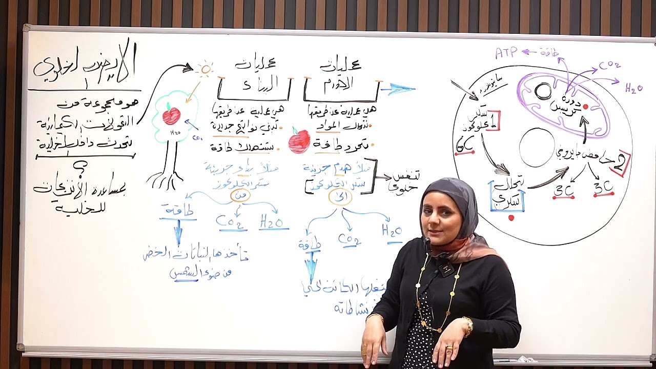 ست نورا الدايني الأحياء الفصل الأول المحاضره رقم 18-الأيض الخلوي-التنفس