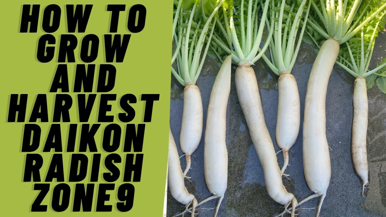 How To Grow and Harvest Daikon Radish | Zone 9