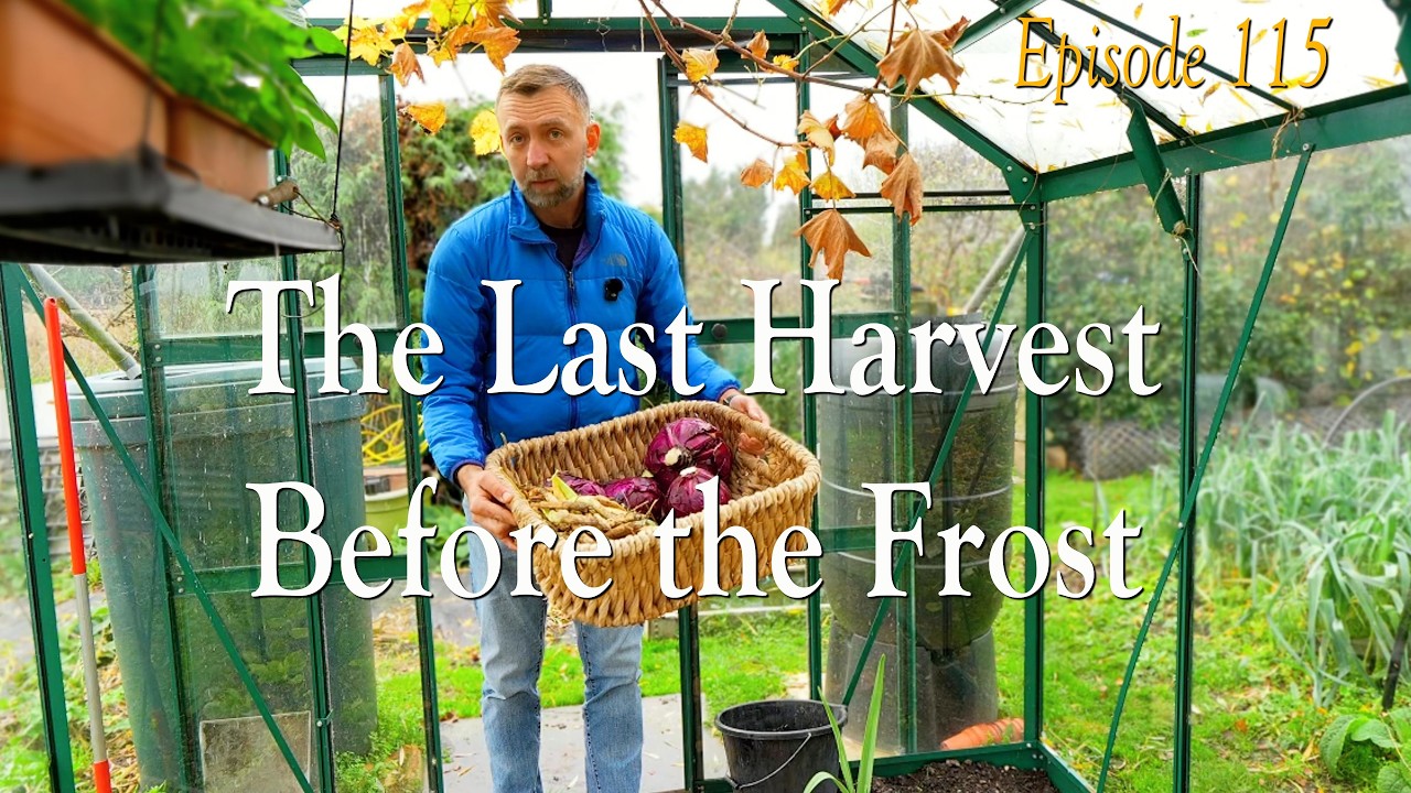 Last harvest before the frost