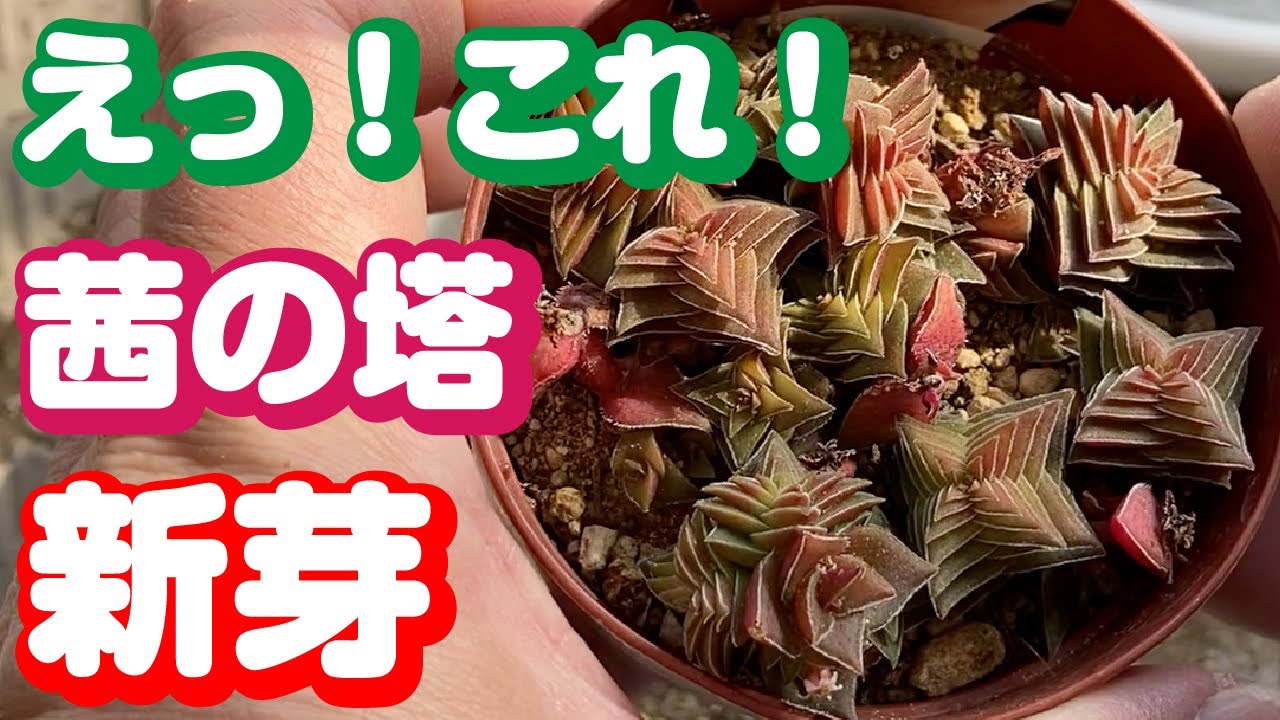茜の塔の新芽に驚いた！フーケリー→群雀→茜の塔と植え替え