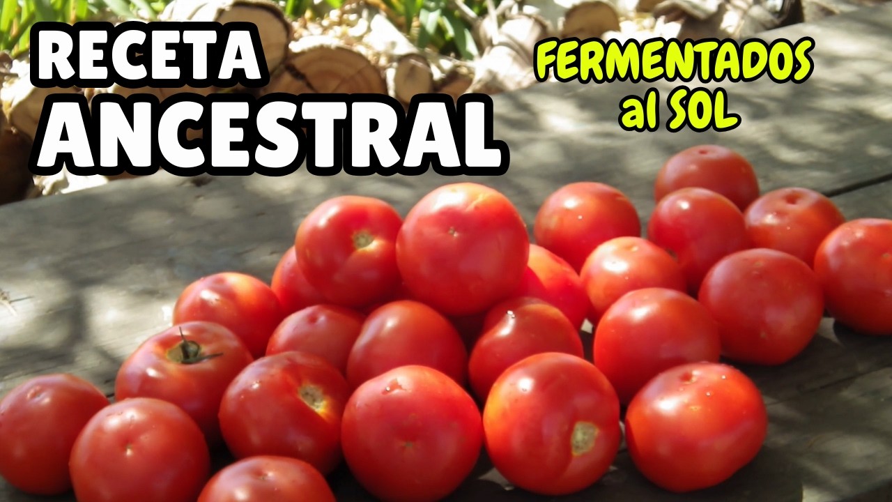 SALSA de TOMATE  FERMENTADO al SOL . Sun-fermented tomato sauce with wild yeasts.