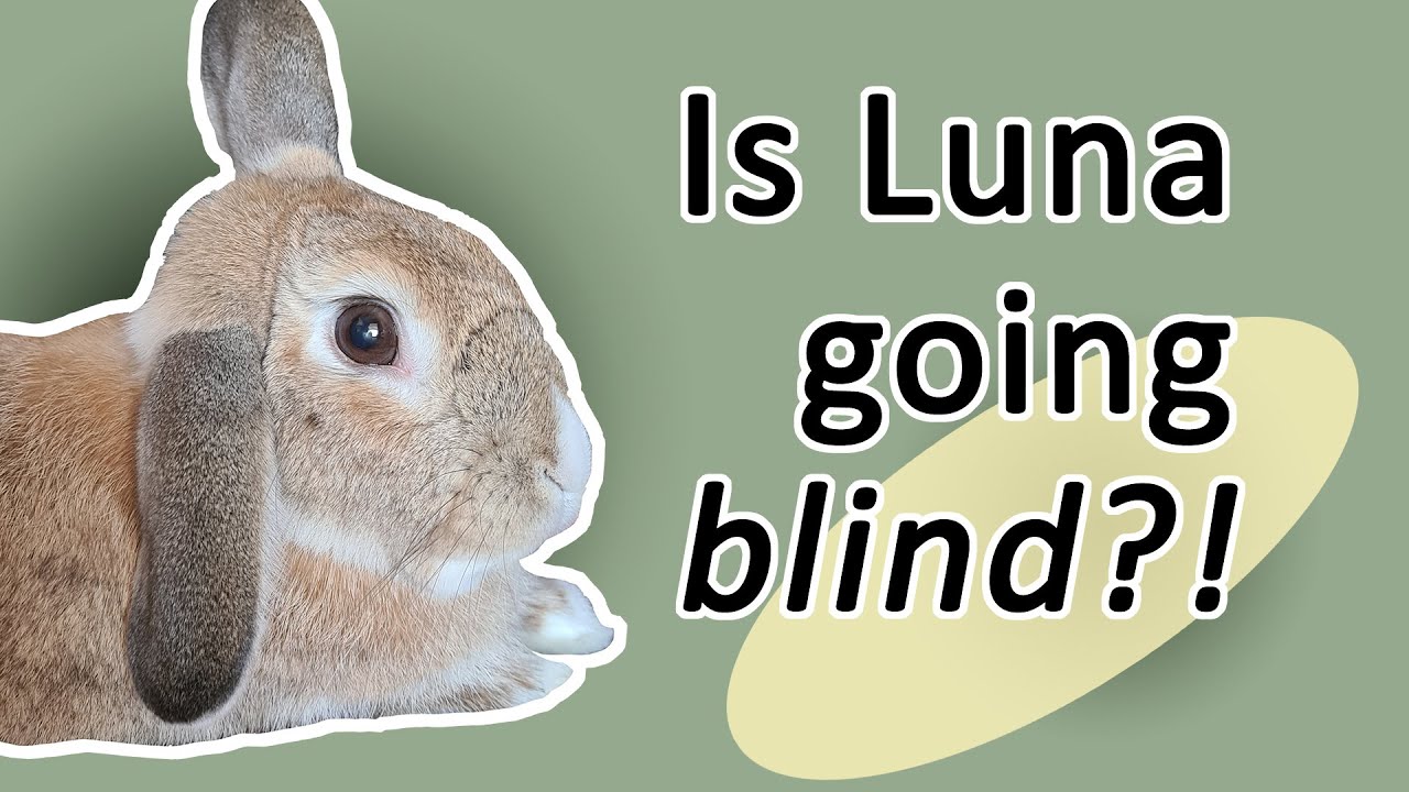 LUNA IS GOING BLIND! - Cataracts in rabbits, vet visit and rabbit health update.