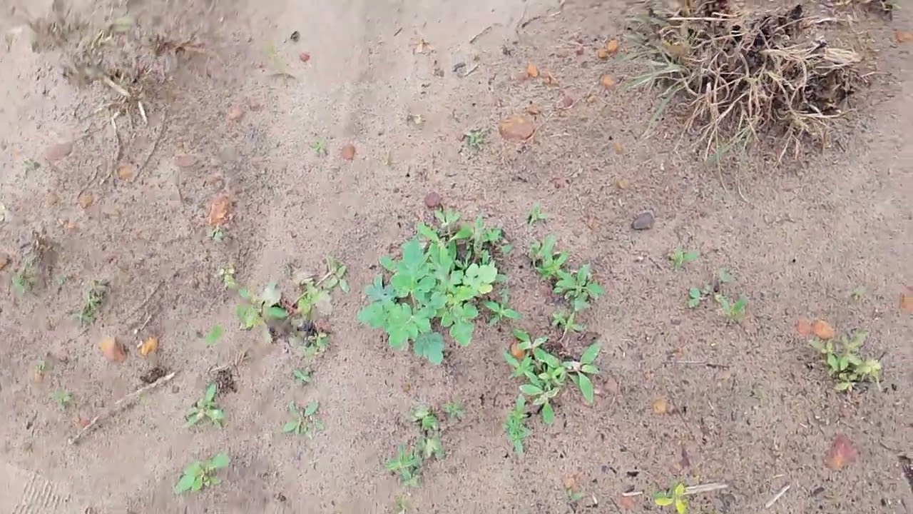 Mostrando alguma coisas que já tenho plantada na mini chácara 