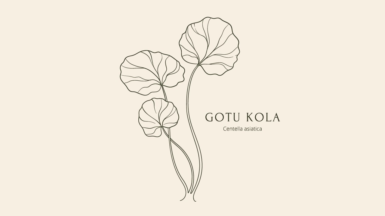 Investigating the effects of Centella asiatica on age-related cognitive decline