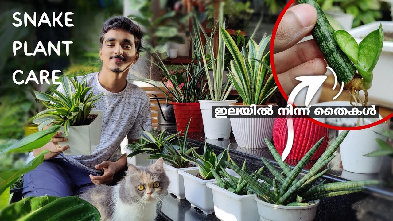 ഇലയിൽ നിന്ന് നിറയെ തൈകൾ🌱... Snake plant Care | Sansaveria