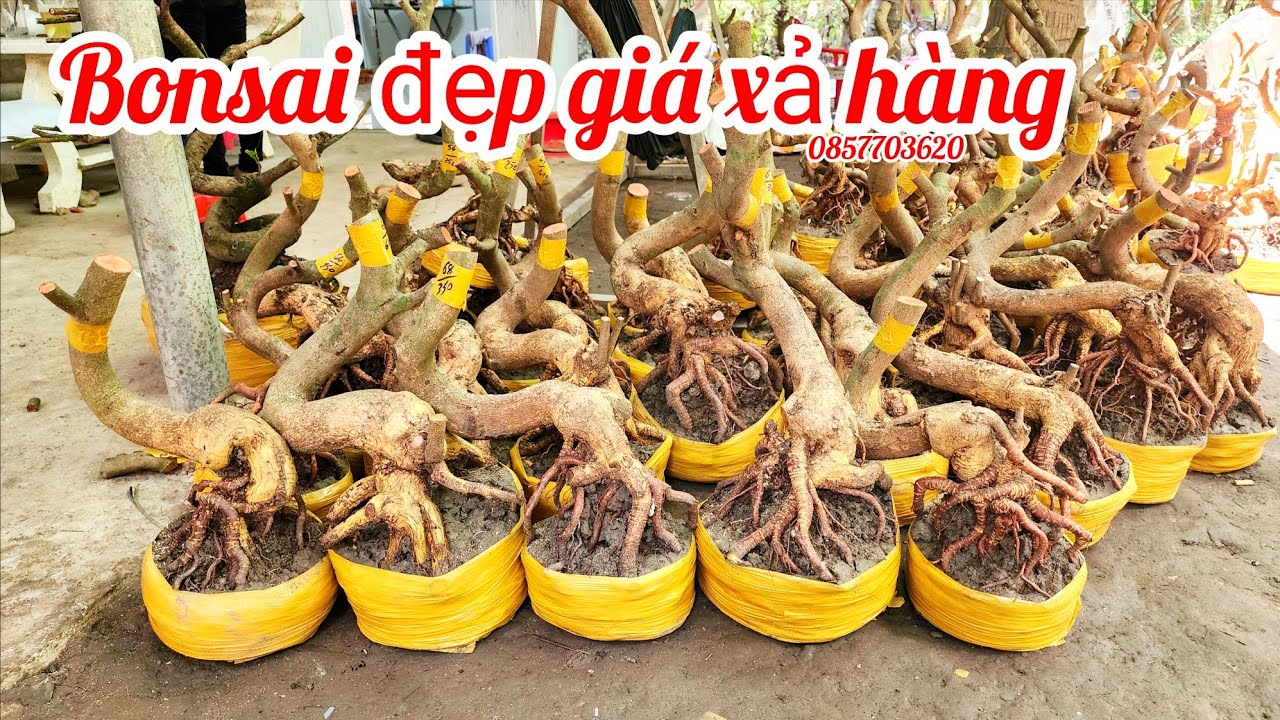 4/3 Chị Vân 0857703620 phôi mai giảo bonsai đẹp xả giá hàng|MaivàngThanhTâm