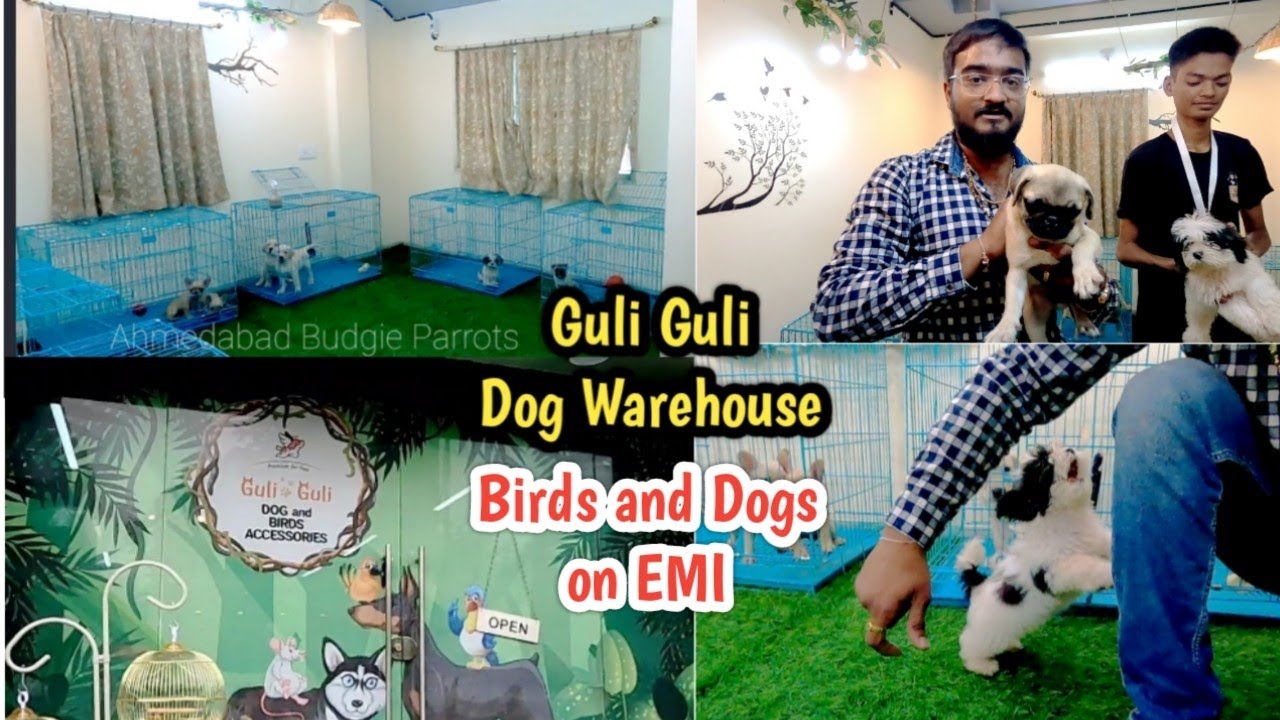 Guli Guli Pet Shop ||  Dogs and Birds || SG Highway Ahmedabad || Dogs Biggest Warehouse In Ahmedabad