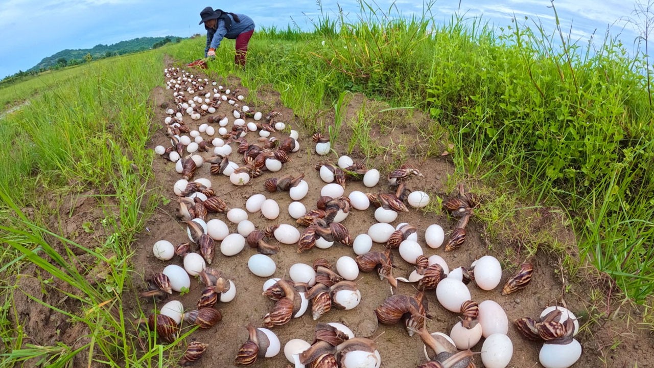 Female Farmer Harvesting Giant Snails and Eggs by Hand