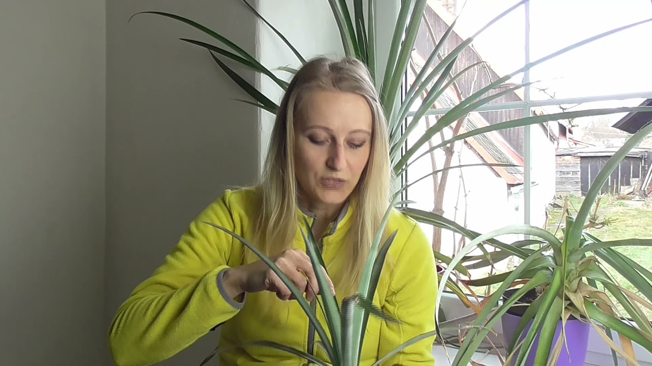ANANAS: PĚSTOVÁNÍ V BYTĚ, DOMĚ: PÉČE, MNOŽENÍ, ZÁKLADNÍ INFORMACE